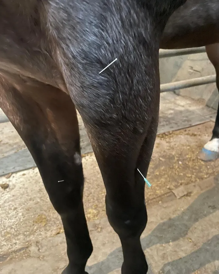 Acupunctuurnaalden geplaatst in de voorbenen van een paard