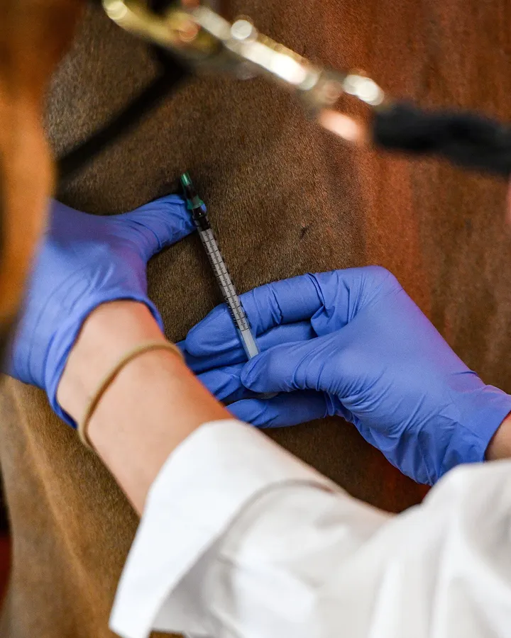Close-up: een fijne naald op de huid van een paard