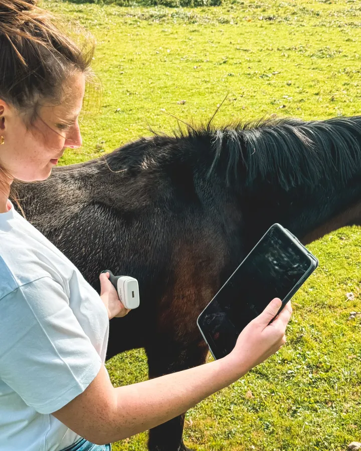 Dierenarts Karen maakt een echo van de long