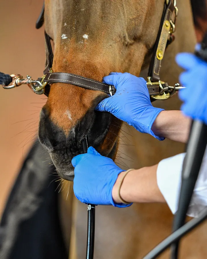 Gastroscopie bij een paard — de scoop wordt via het neusgat ingebracht