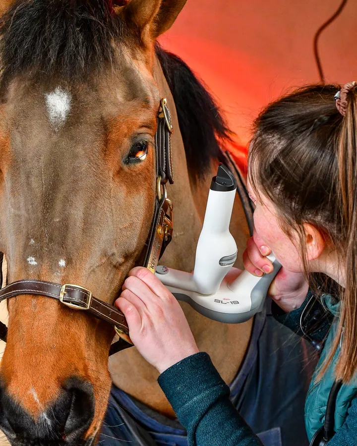 Dierenarts onderzoekt het oog van een paard met een draagbare spleetlamp