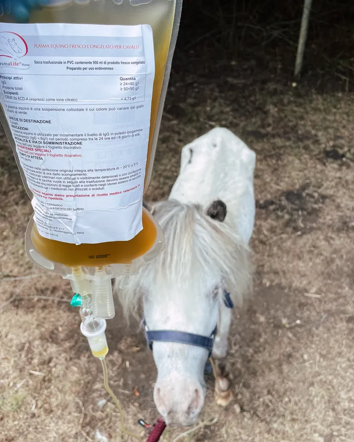Dierenarts onderweg voor een spoedgeval