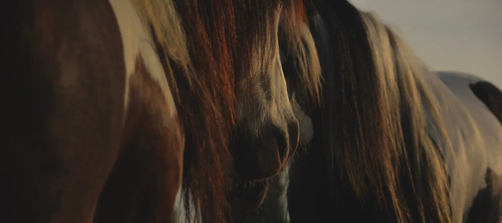 Close-up van een paard met lange manen in warm avondlicht