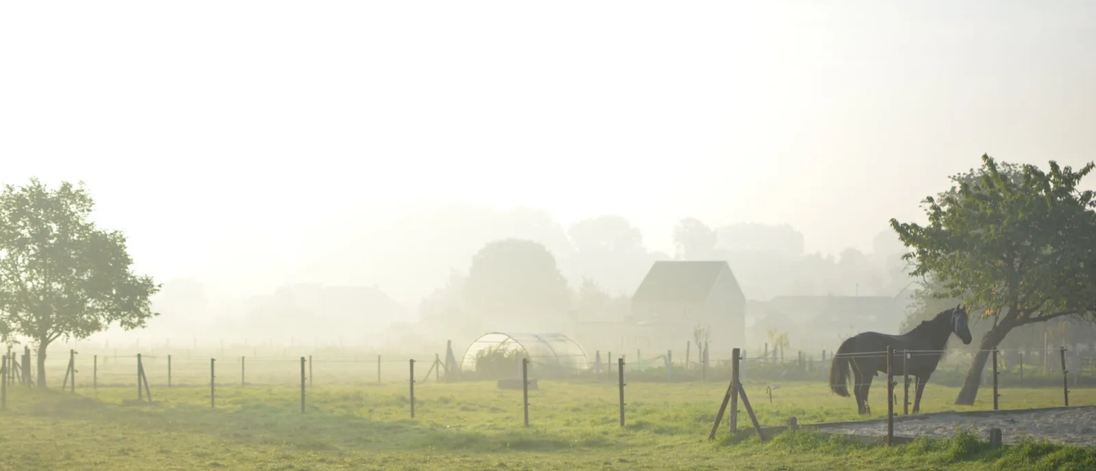Paard in een mistige weide bij zonsopgang