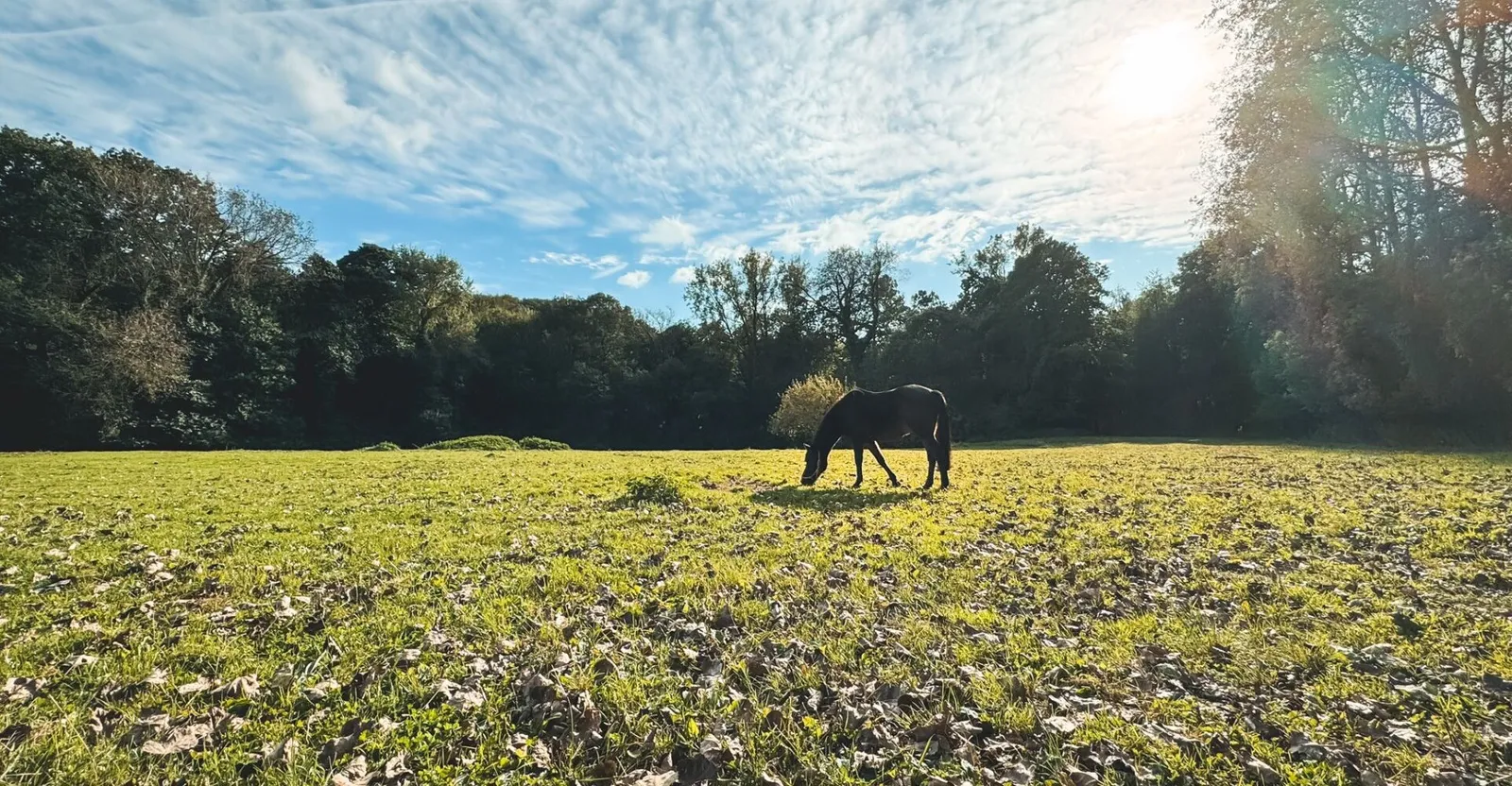 Donker paard graast in een zonnige weide aan de bosrand